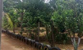 Imagem 6: Novo Gama (Vale do Sabiá) chácara 6.000m² com casa e pomar R$ 145.000