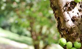 Imagem: Casa em condomínio em Indaiatuba - 6000m²