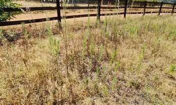 Imagem 5: Rodeador brazlandia chácara 8.000m2 com casa simples 3 quartos suíte 300m do asfalto