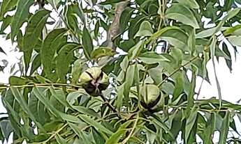 Imagem 5: Vendo sítio com 3 há!