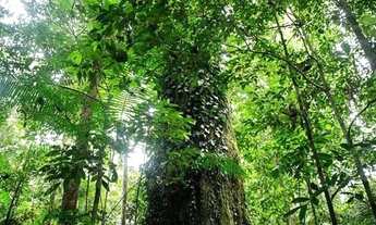 Imagem: Vendo terreno mata virgem