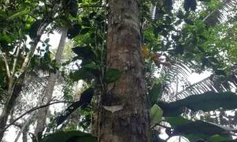 Imagem 5: Um ótimo terreno medindo 30 m x 100 m (3000 m²)