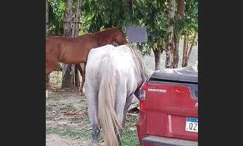 Imagem 6: Venda Chácara com venda por R$80.000
