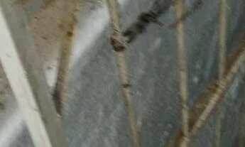 Imagem 4: Oportunidade - Vendo - Apartamento - 2/4 - Brotas