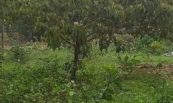 Imagem 5: Vendo chácara de 5 mil metros quadrado