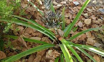 Imagem 6: Terreno no povoado Ouricuri em Estância medindo 18/46