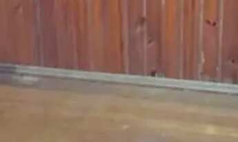 Imagem 3: Casa com 3 Quarto(s) e 1 banheiro(s) para Alugar, 80 m² por R$ 1200 / Mês