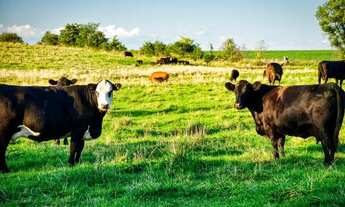 Imagem: Fazenda 2.000 x 5.000 BR 174 KM 144 3.000.030,00