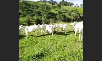 Imagem 4: Fazenda com 970 ha planta 200 ha em Carmo do Paranaiba MG