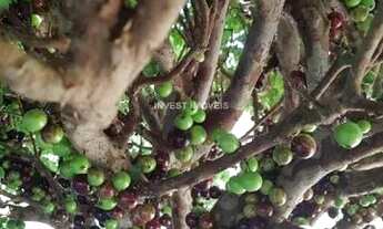 Imagem 6: Sítio - Piau MG