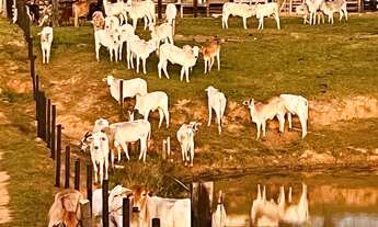 Imagem 6: Terra colonia fazenda