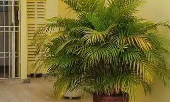 Imagem 2: Vendo este Apartamento em Nova Parnamirim: 2 quartos, 1 suíte; sala ampla, cozinha