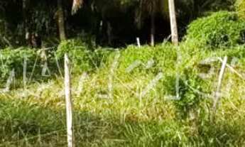 Imagem 6: Terreno 40.000m² Barra dos Coqueiros - SE