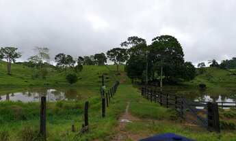 Imagem 7: Sítio ji-parana /rondominas terra linha 208 criação gado /psicultura