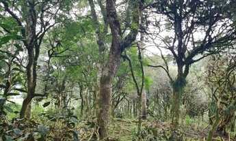 Imagem 6: Urubici- Serra Catarinense - Sitio 20.000 m²