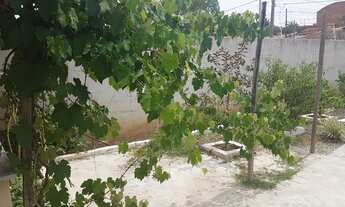 Imagem 3: Edícula Com Quintal e Pomar