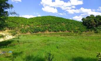 Imagem: Sítio 35 alqueires com 40 mil Pupunha (