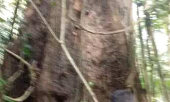 Imagem 9: Vendo uma colônia de 632 hectares, com 35 hectares de pasto mais 40 hectare