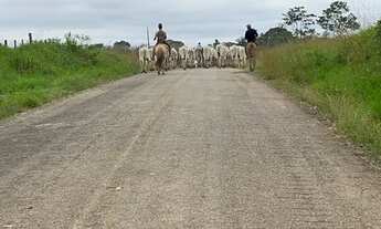 Imagem 5: Terra colonia fazenda