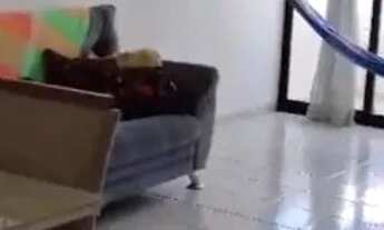 Imagem 6: Temporada no coração do jardim oceania