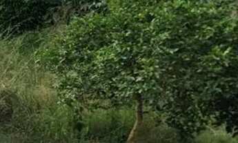 Imagem 2: TERRENO À VENDA - BAIRRO ESTÂNCIA VELHA - CANOAS