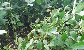 Imagem 5: Fazenda de 39.000hec em Confresa MT. Com 10 mil hec abertos 700 milhões