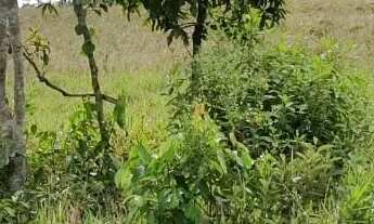 Imagem 6: Vendo terreno rural no girassol