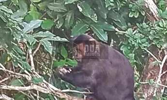 Imagem 6: Sítio com duas Belíssimas casa à venda no Ratones