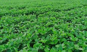 Imagem: Fazenda à venda 487 alqueires em Minaçu-Go