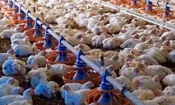 Imagem 4: Vende se Fazenda / sítio com venda por R$5.000.000