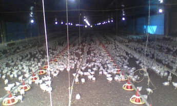 Imagem 3: Boa pra café Fazenda / sítio com venda por R$5.000.000