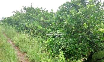 Imagem 7: Sitio com 9 hechtares, aceitamos carros, própria para plantio de parreiral, muito fértil