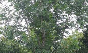 Imagem 3: Vendo sítio com 3 há!