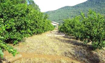 Imagem 4: Sitio com 9 hechtares, aceitamos carros, própria para plantio de parreiral, muito fértil