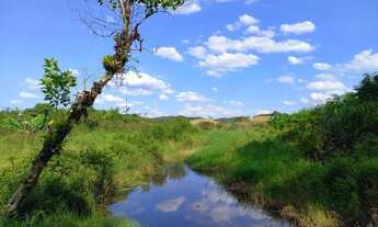 Imagem 7: Sítio 35 alqueires com 40 mil Pupunha ( Willian Ricardo
