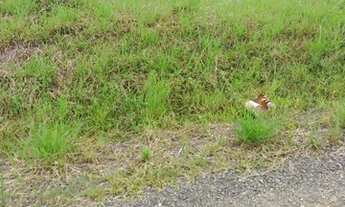 Imagem 7: Terreno bairro recanto verde com projeto de construção de casas