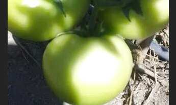 Imagem 7: Fazendinha Produtiva !!!Aceita caminhão ,Veículo,chácara ,imóvel urbano.