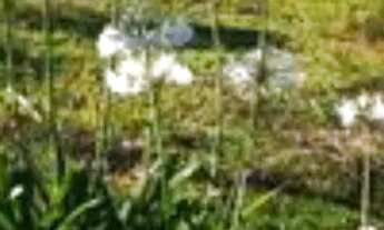 Imagem 3: Lotes em Lapa/PR de 300m² (Boqueirão