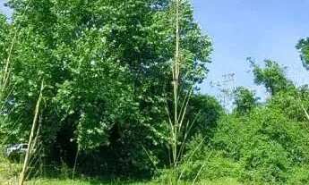 Imagem 7: Terreno bairro Vila Germânia, Nova Petrópolis.RS Ref.:150