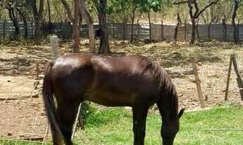 Imagem 2: CHÁCARA | 33.000 m²