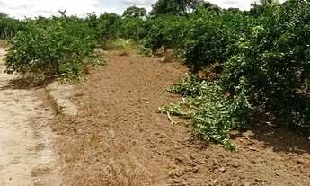 Imagem 4: Vendo terreno de limão