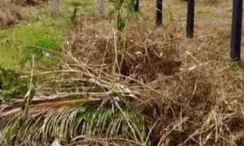 Imagem 7: Chácara Bonanza