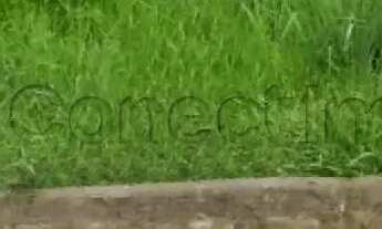 Imagem 2: Terreno 352,00 m² disponível para locação /Bairro Alto da Boa Vista, Ribeirão Preto