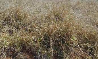 Imagem 4: Terreno à venda no Bairro do Rio Abaixo, na cidade de Tuiuti/SP