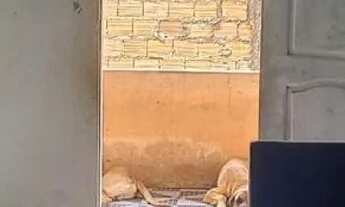 Imagem 5: Casa com terrenão baixou pra vender rápido