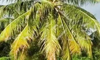 Imagem: Terreno 40.000m² Barra dos Coqueiros