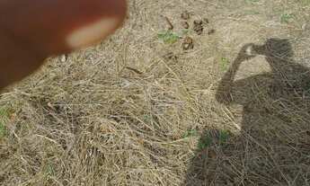 Imagem 4: Vende se terreno condomínio aberto