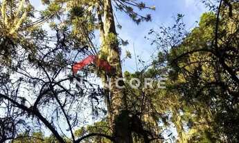 Imagem 4: Sítio em RS 020 - Ouro Verde - Cambará do Sul/RS