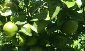 Imagem 6: Chácara de Lazer Estância Alto da Serra Santa Barbará de Goiás 1500mt