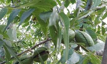 Imagem 7: Vendo sítio com 3 há!